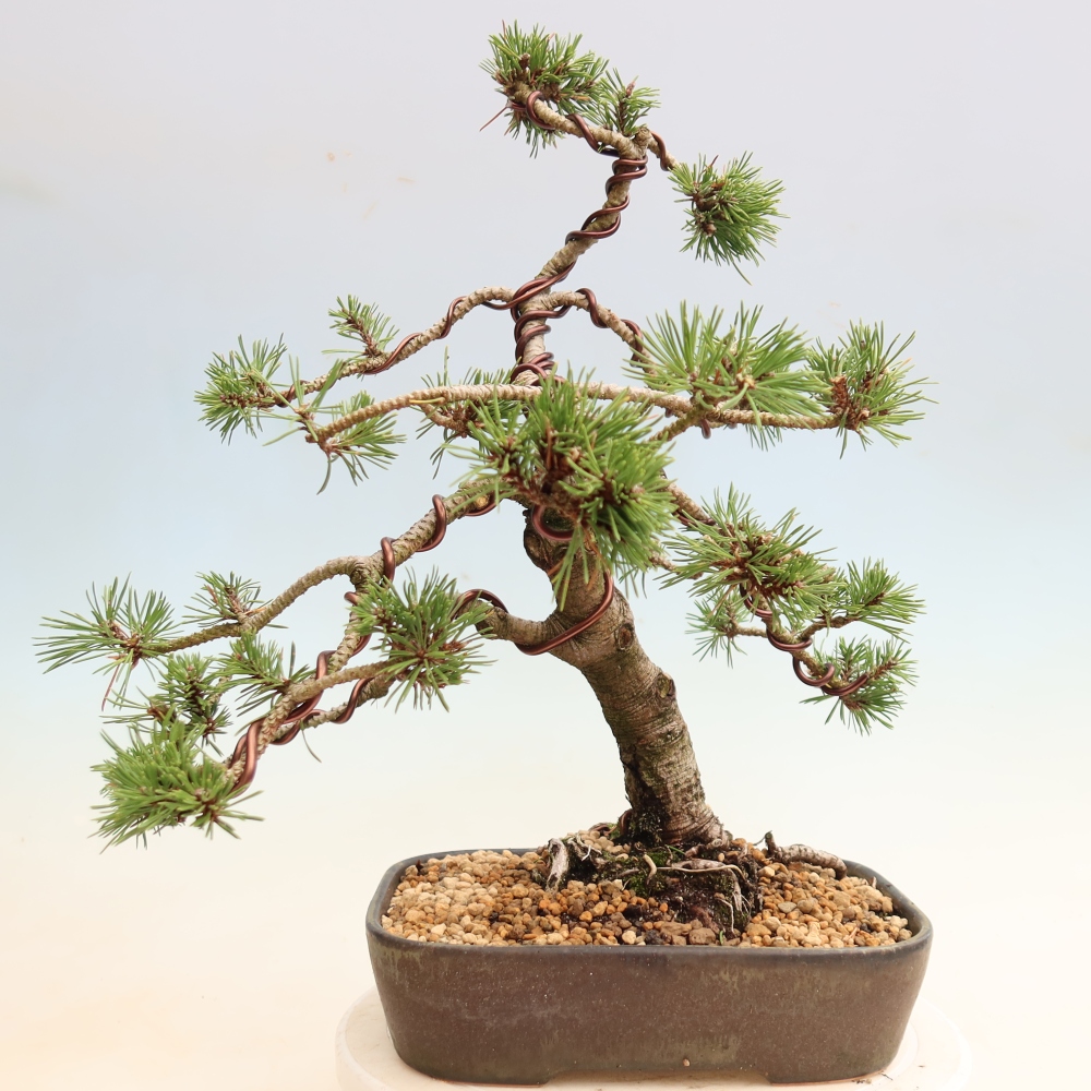 Vonkajšie bonsaje – Pinus mugo Humpy – borovica krivá