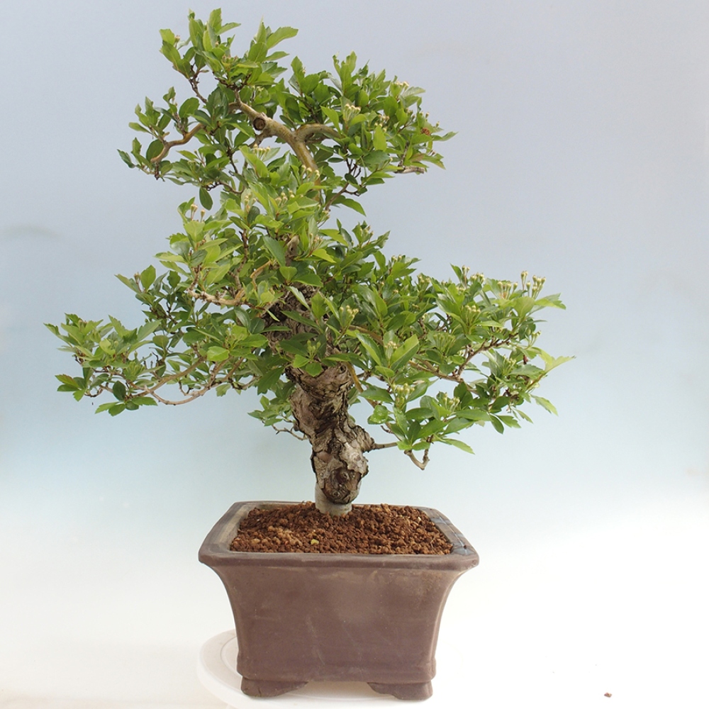 Vonkajší bonsai - Hloh klinovitý - Crataegus cuneata