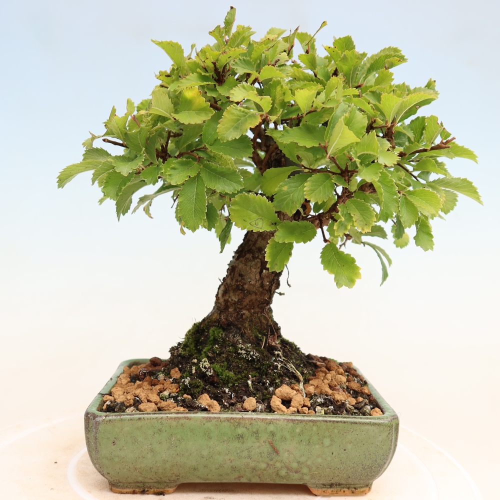 Vonkajšie bonsaje - Zelkova - Zelkova NIRE