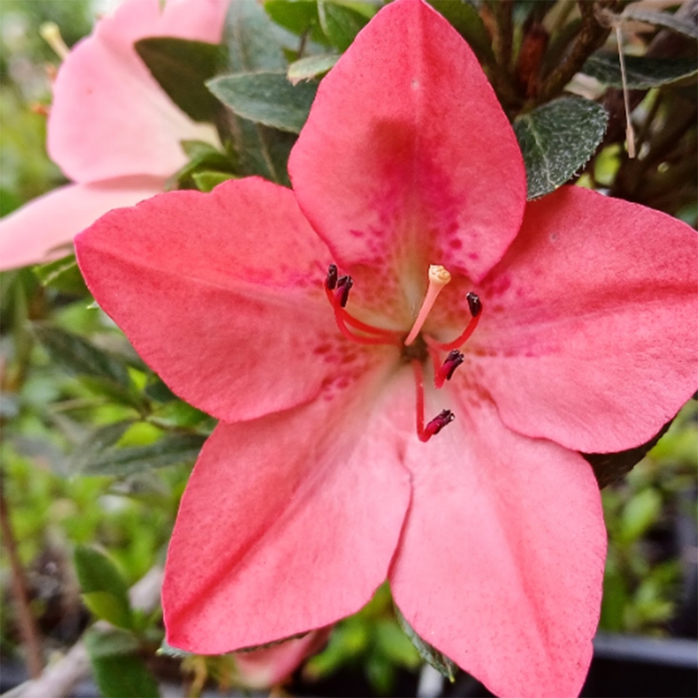 Vonkajšie bonsaje - Japonské azalky - Azalea Akari