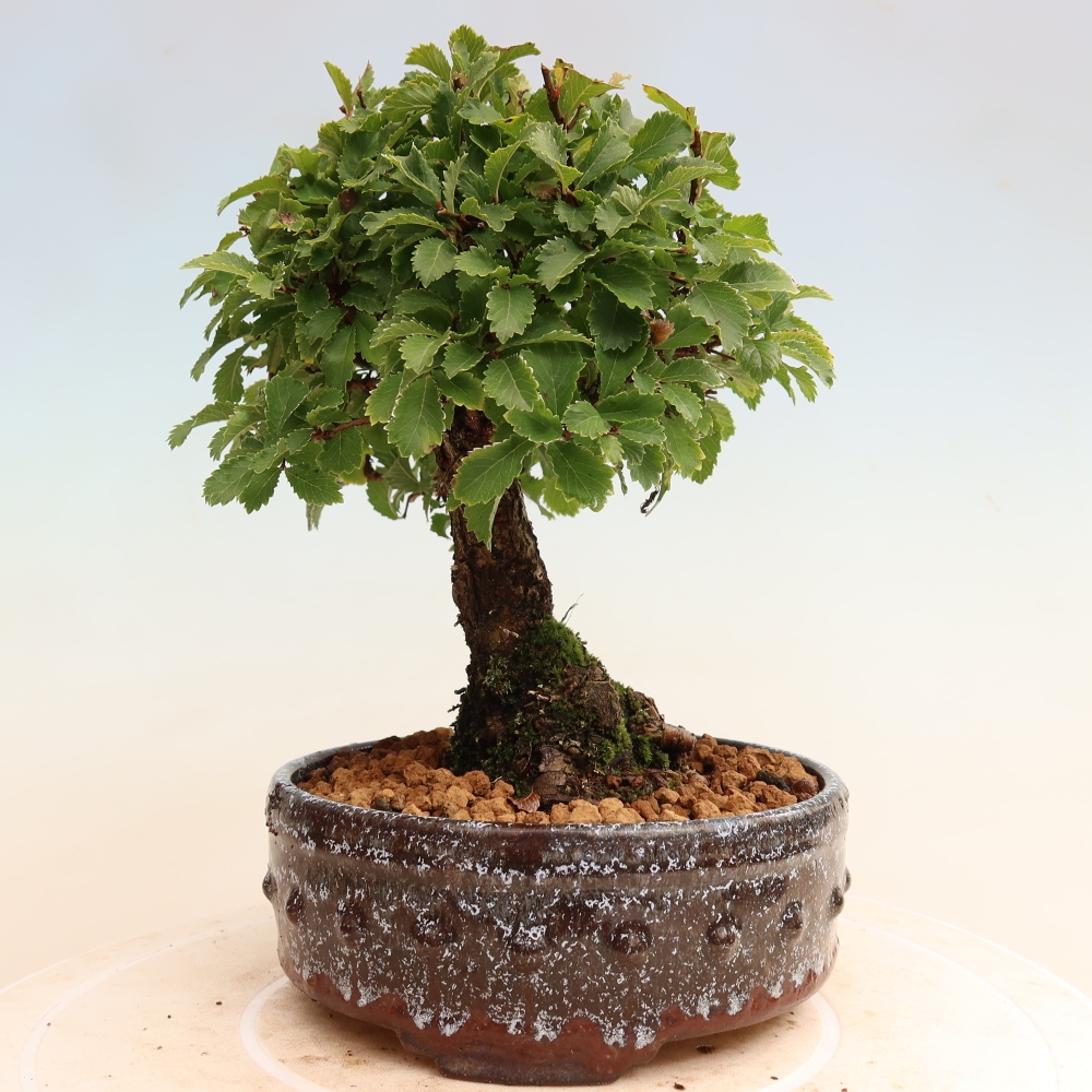 Vonkajšie bonsaje - Zelkova - Zelkova NIRE