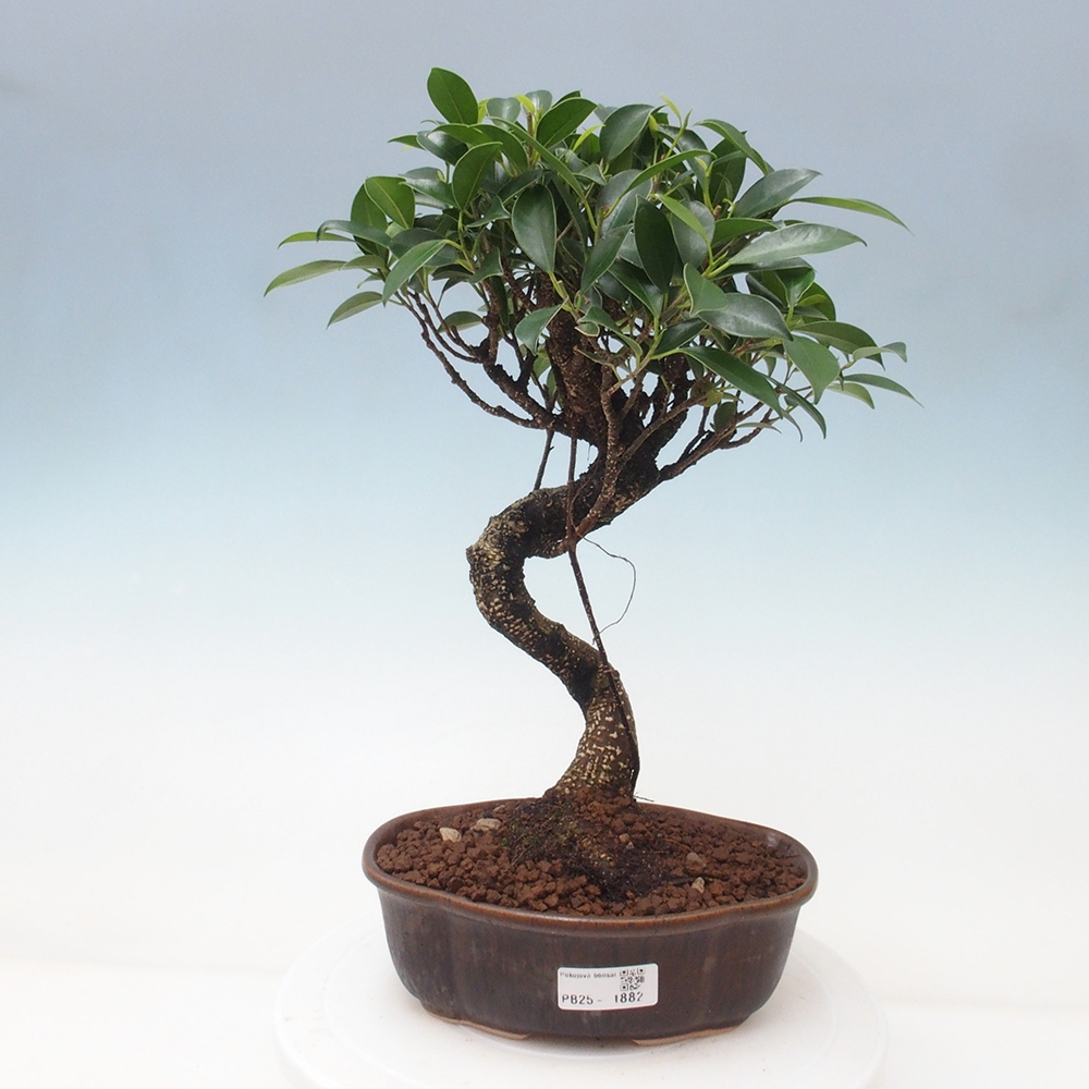 Izbová bonsai - Ficus retusa - malolistá fikus