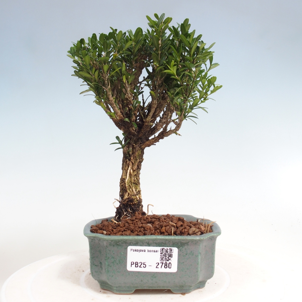 Izbová bonsai - Buxus harlandii -korkový buxus