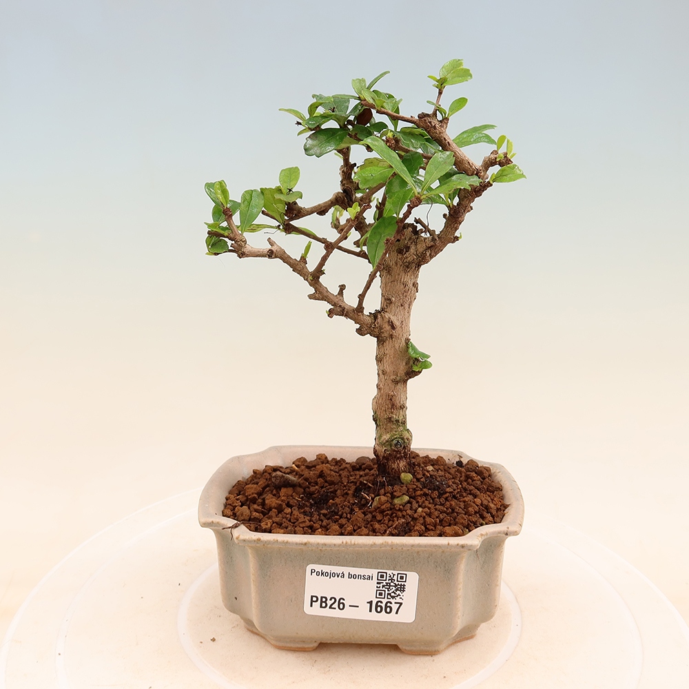 Izbové bonsaje - Carmona macrophylla - Tea fuki