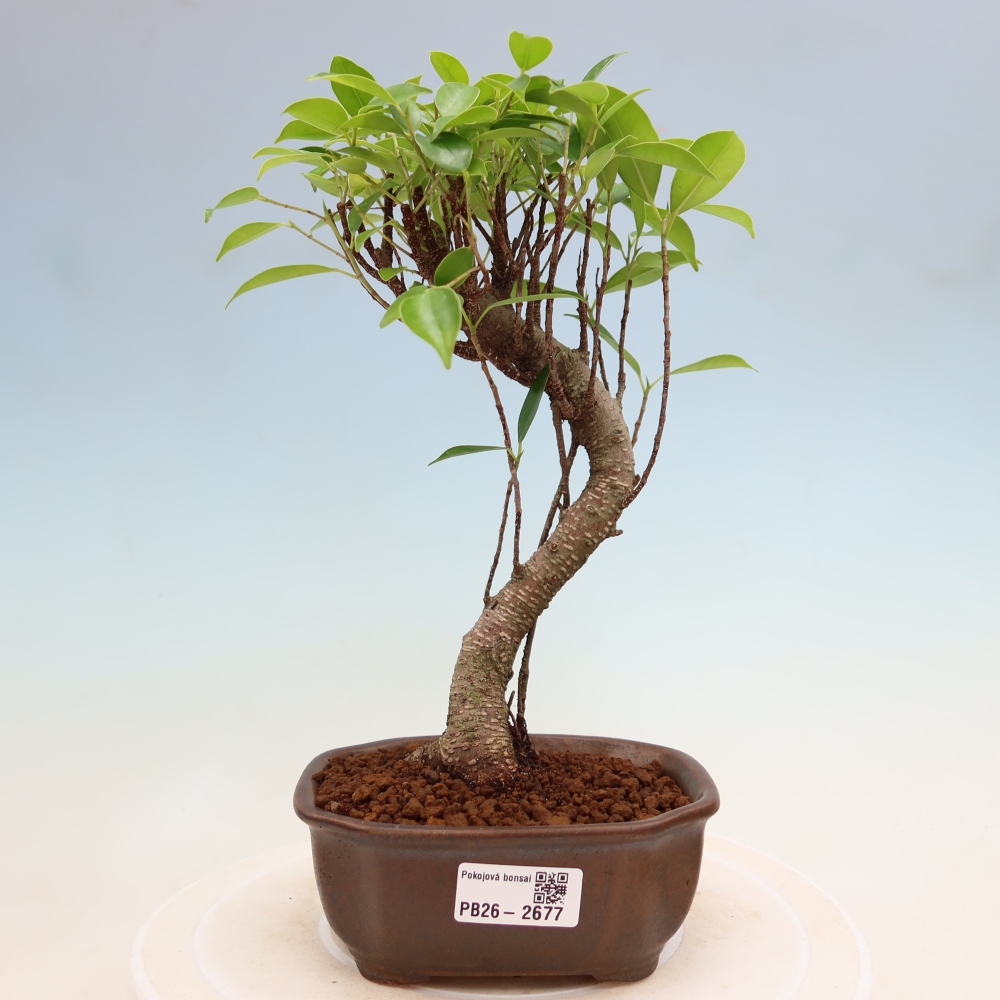 Izbové bonsaje - Ficus kimmen - drobnolistý fikus