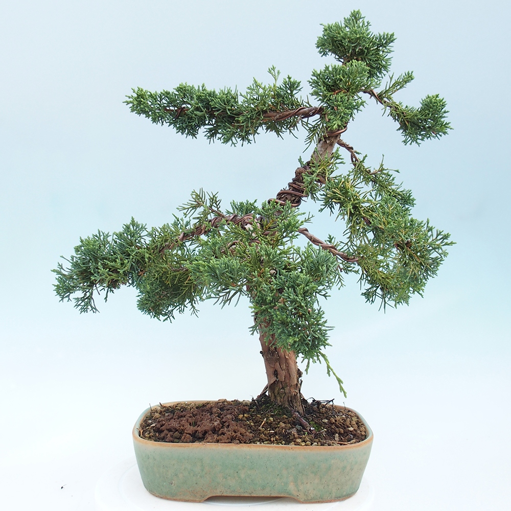 Vonkajšie bonsai - Juniperus chinensis Kishu -Jalovec čínsky