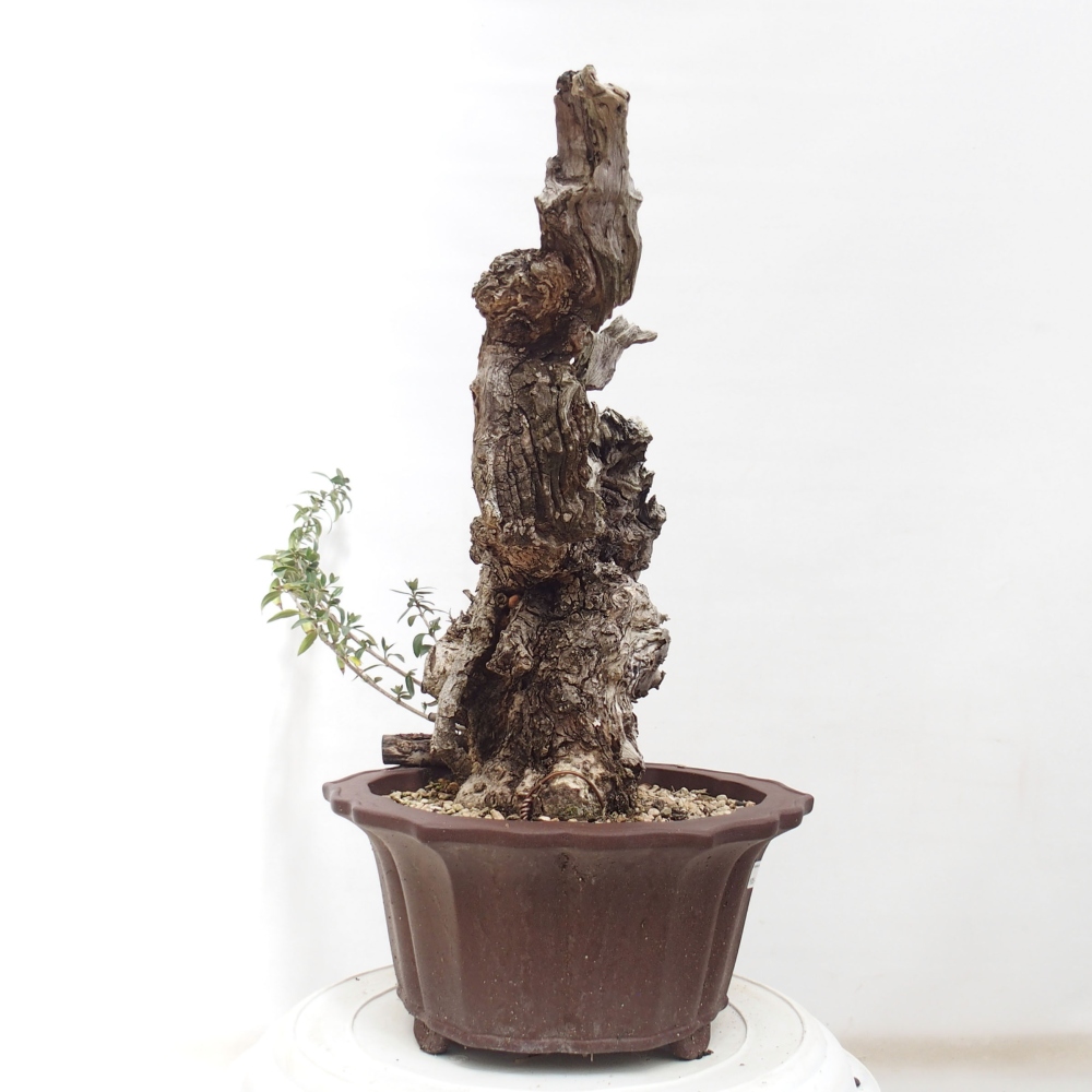 Izbová bonsai - Olea europaea sylvestris -Oliva evropská drobnolistá