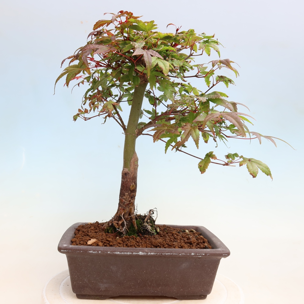 Vonkajší bonsaj - Acer palmatum DESHOJO