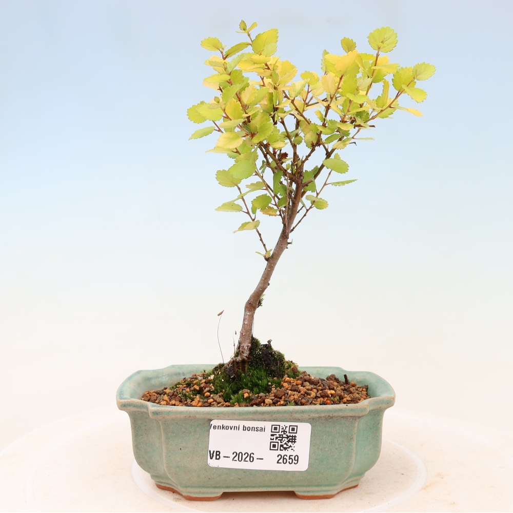 Vonkajší bonsai – trpasličia breza – Betula NANA Golden Treasure