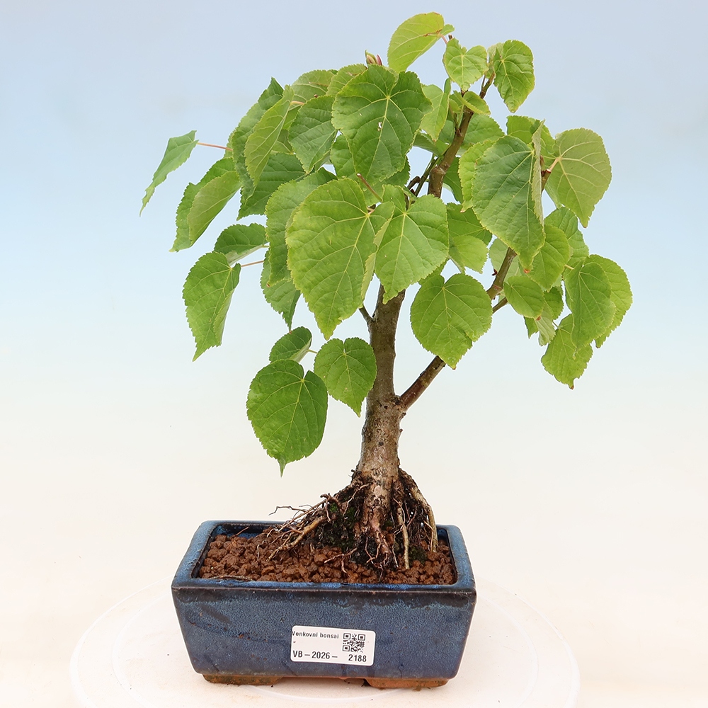 Vonkajší bonsai – lipa srdcovitá – Tilia cordata