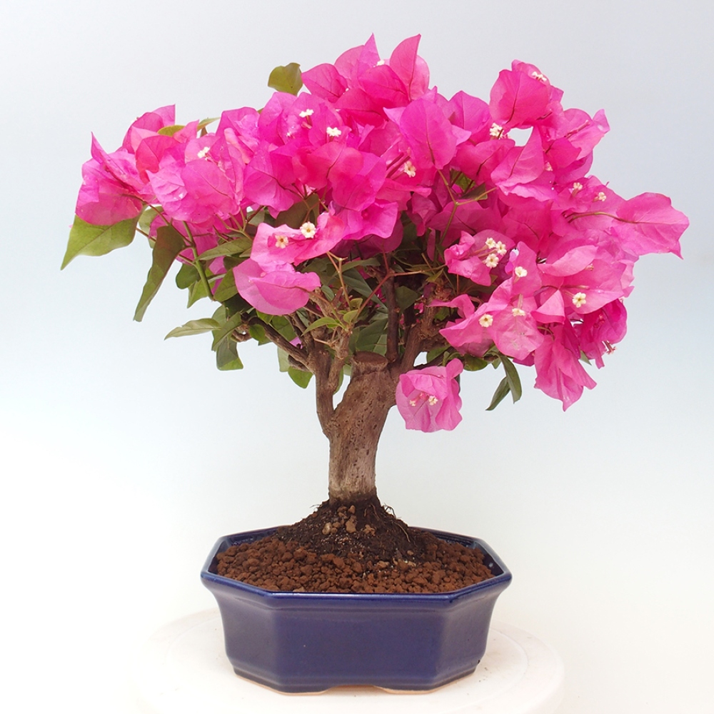 Izbová bonsai - Bouganwilea