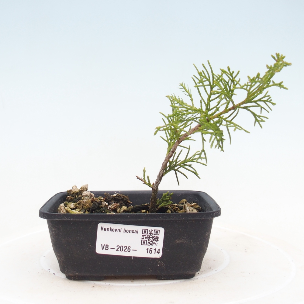 Vonkajší bonsaj - Juniperus chinensis Itoigawa