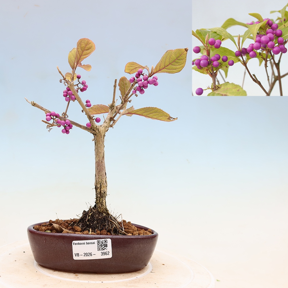 Vonkajší bonsai – krásnoplodka – Callicarpa bodinierova profusion