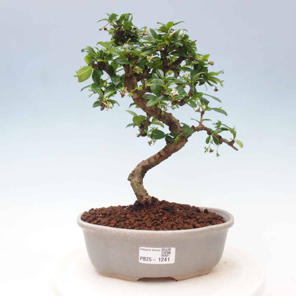 Izbová bonsai - Carmona macrophylla - Čaj fuki