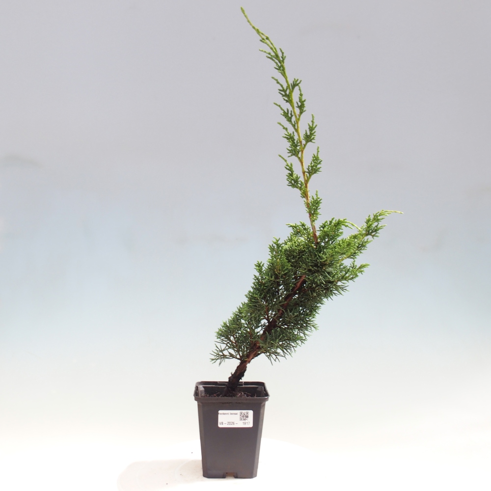 Vonkajší bonsaj - Juniperus chinensis Kishu