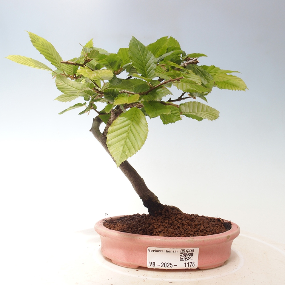 Vonkajší bonsai - Carpinus Betulus - Hrab obyčajný