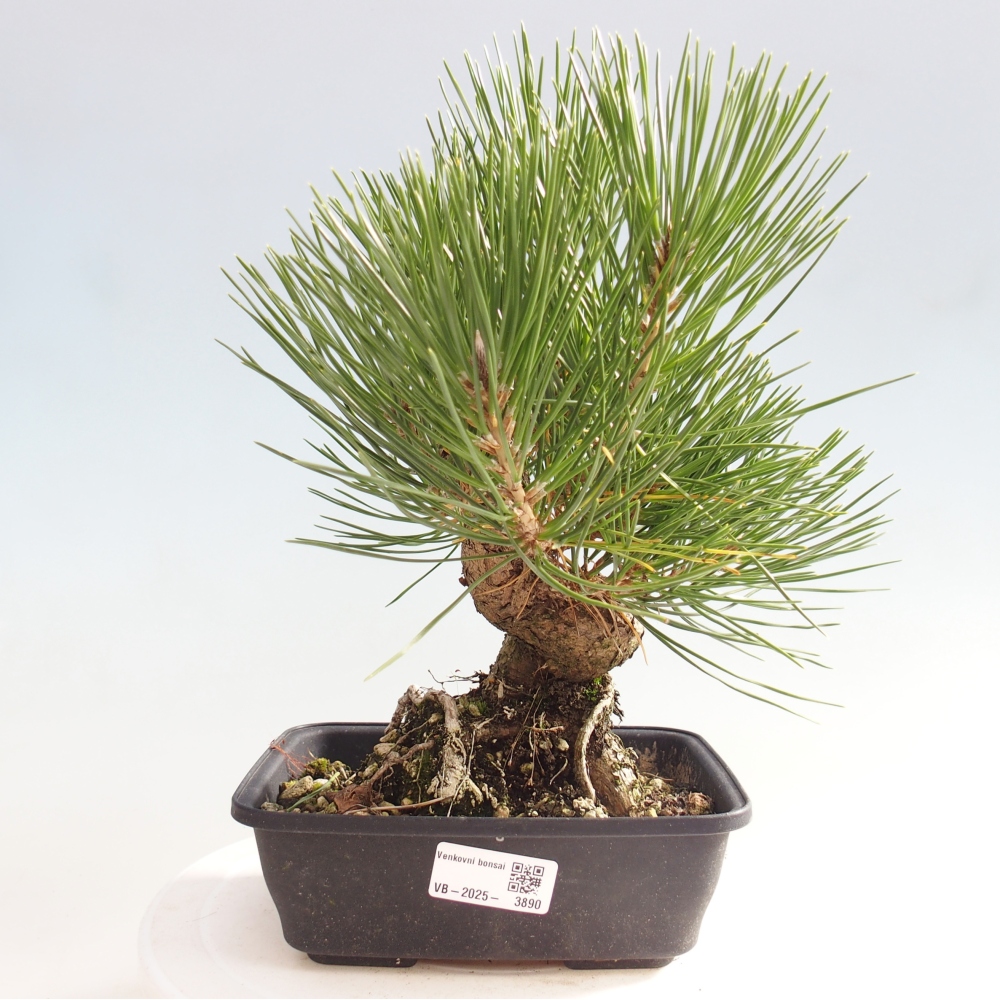 Vonkajšie bonsaje - Pinus thunbergii - borovica Thunbergova