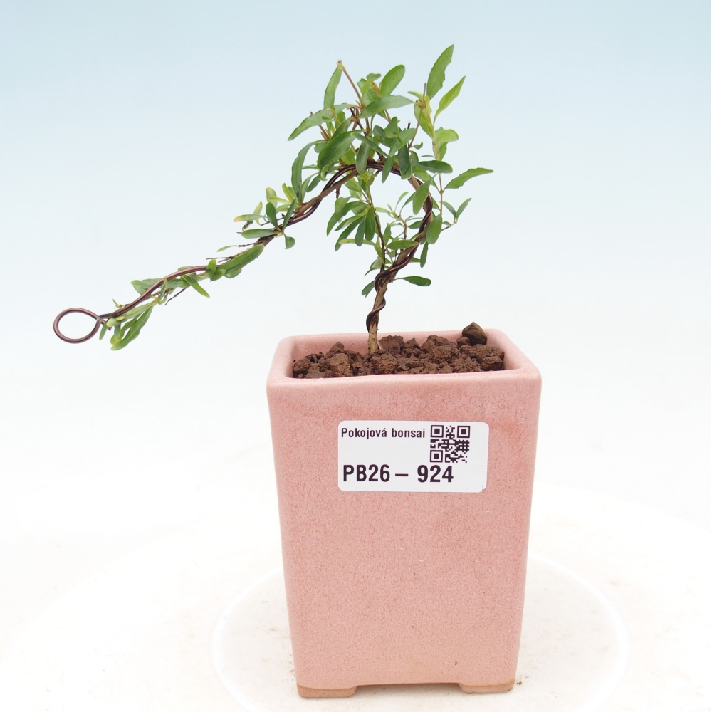 Izbový bonsaj-PUNICA granatum nana-Granátové jablko