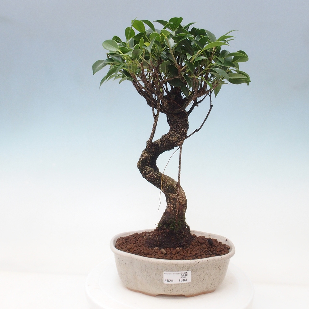 Izbová bonsai - Ficus retusa - malolistá fikus