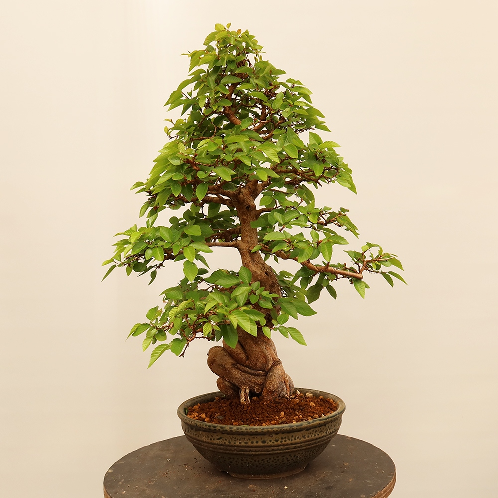 Vonkajší bonsai -Carpinus Coreana - Hrab kórejský