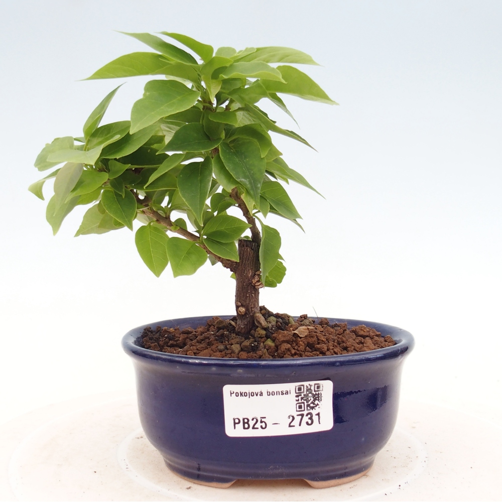 Izbová bonsai - Bouganwilea