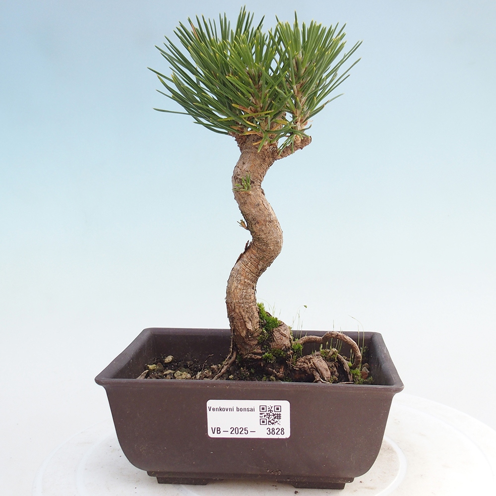 Vonkajšie bonsaje - Pinus thunbergii - borovica Thunbergova