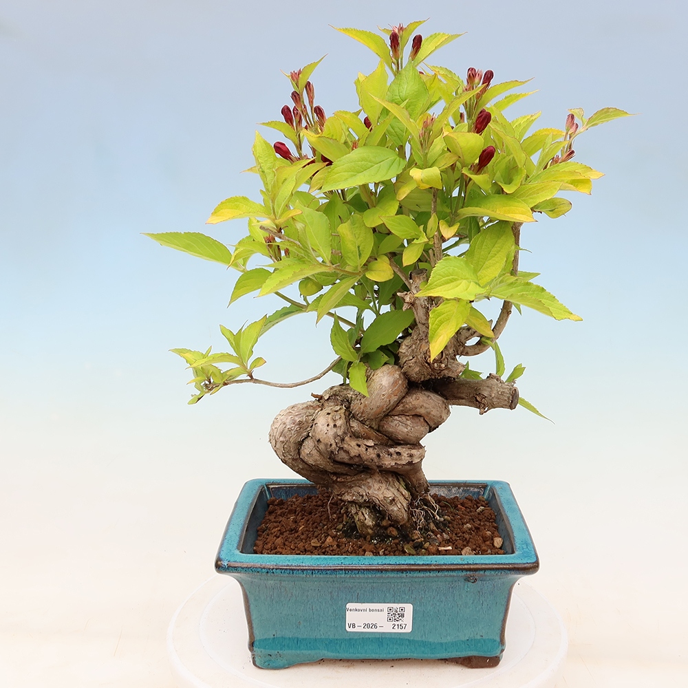 Vonkajší bonsai – Weigela subsessilis – vajgélia kórejská