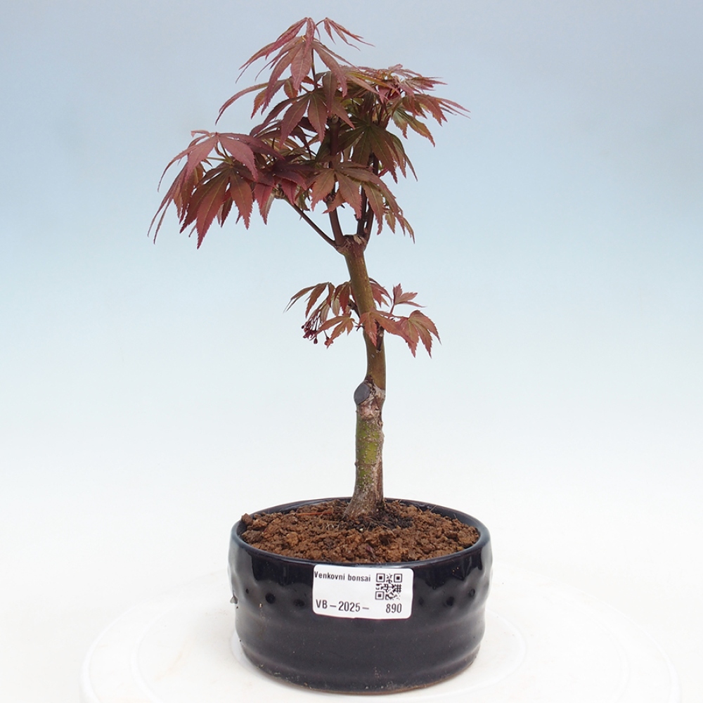 Vonkajší bonsai - Acer palm. Atropurpureum-Javor dlanitolistý