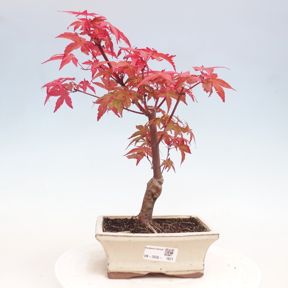 Vonkajší bonsaj - Acer palmatum DESHOJO