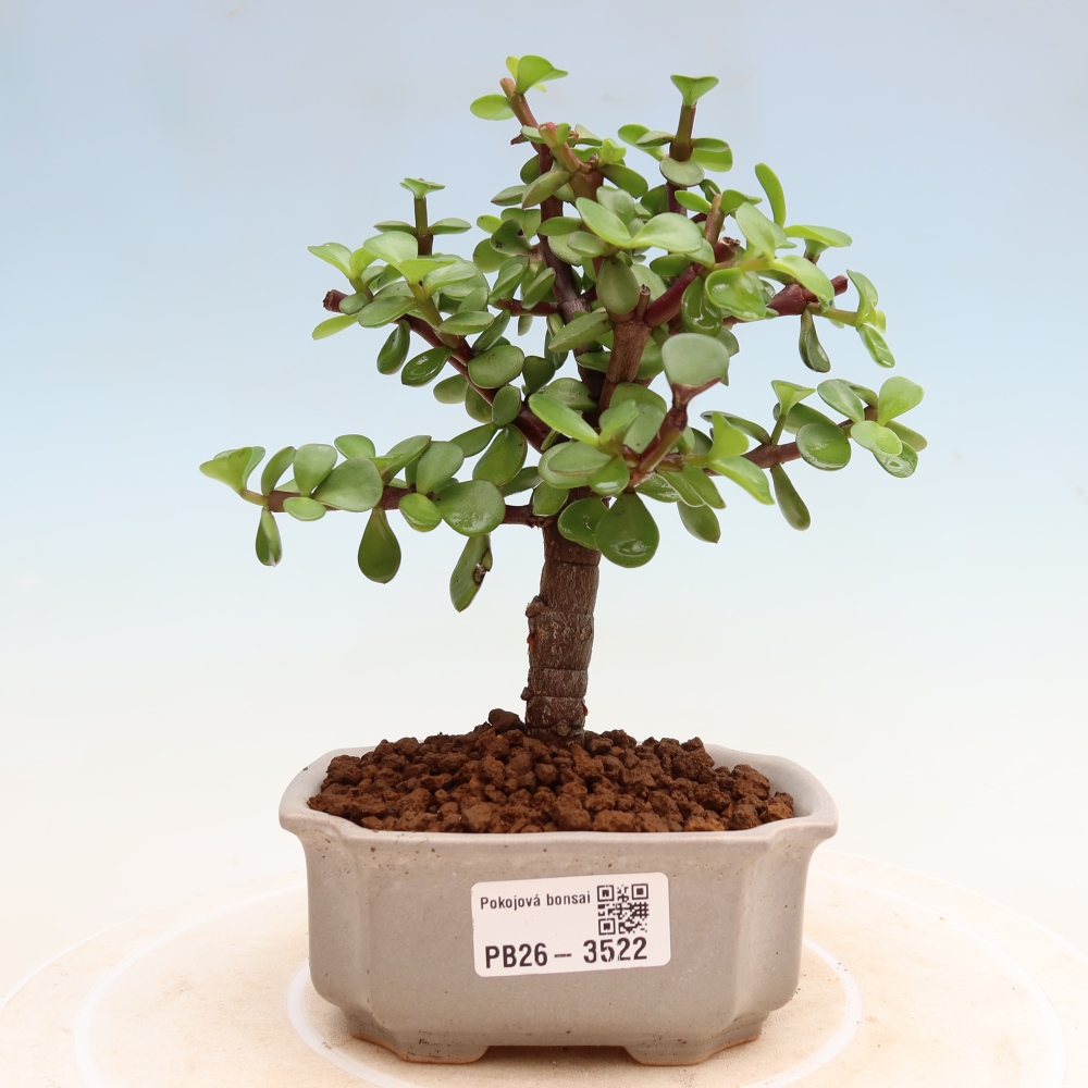 Izbové bonsaje - Portulakaria Afra - Tlustice
