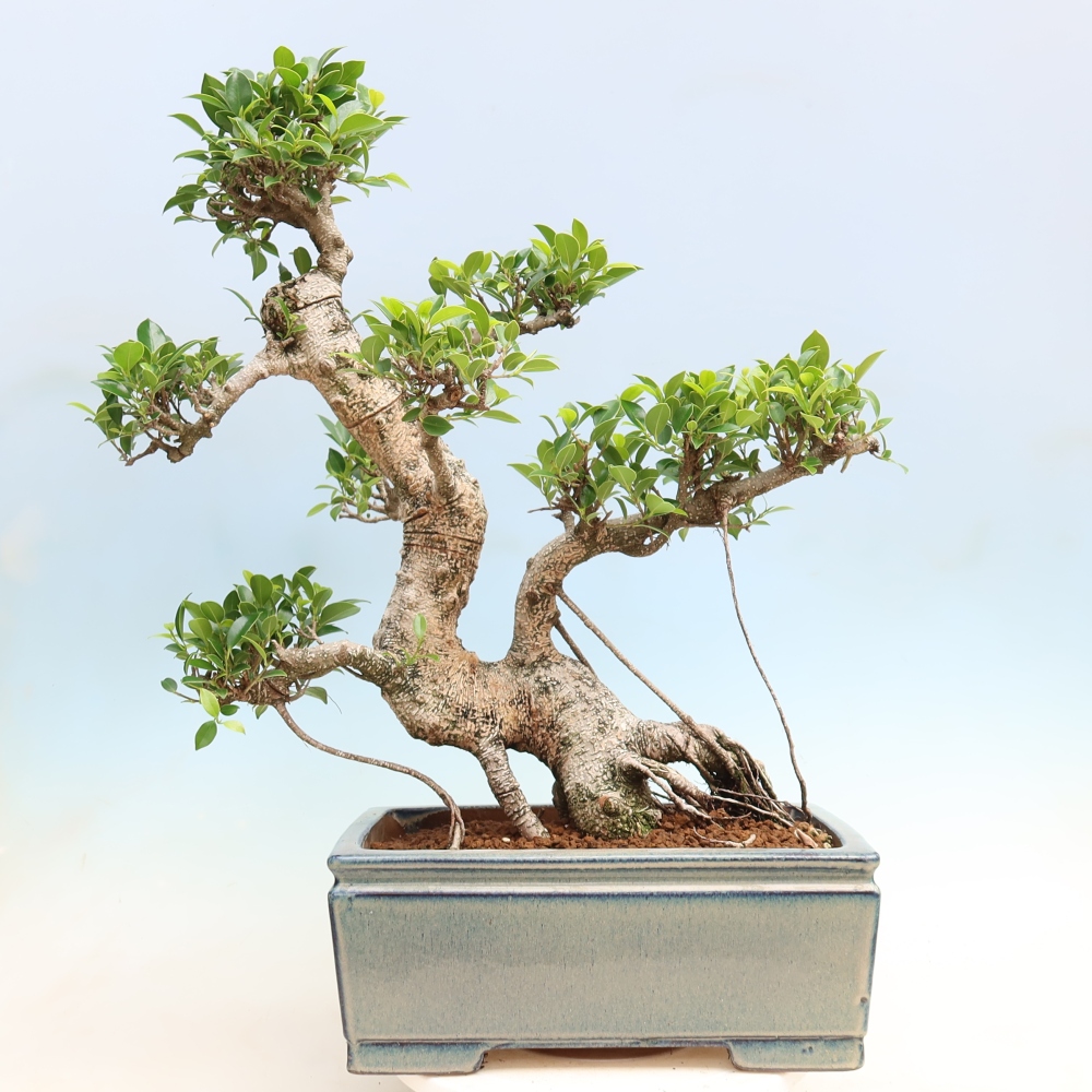 Izbové bonsaje - Ficus kimmen - drobnolistý fikus