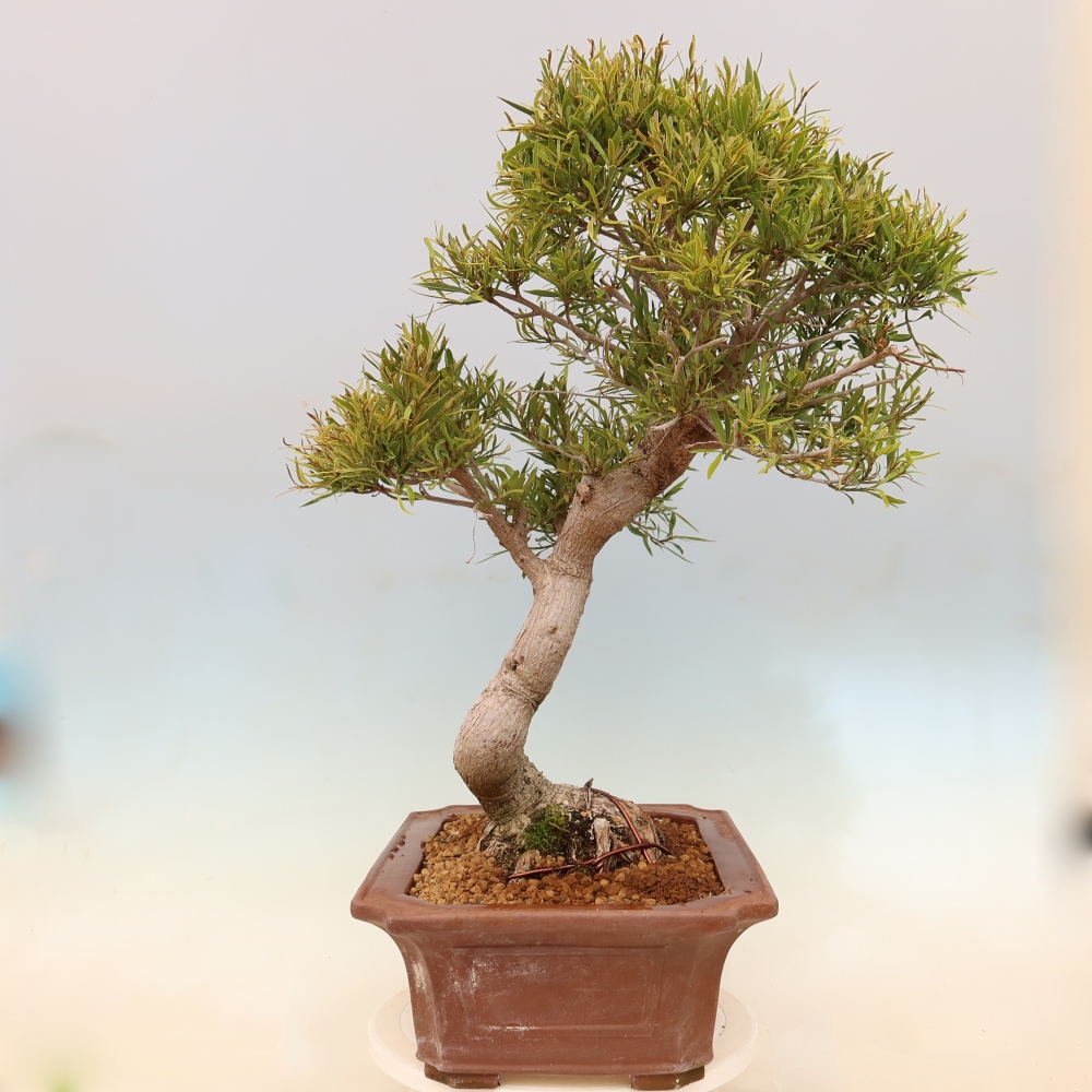 Izbové bonsaje - Ficus nerifolia - fíkus drobnolistý