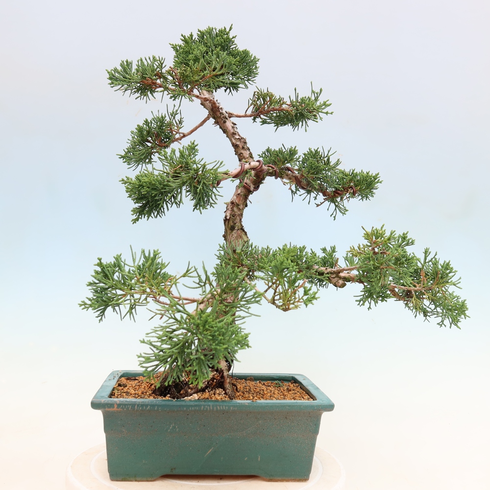 Vonkajší bonsaj - Juniperus chinensis Kishu