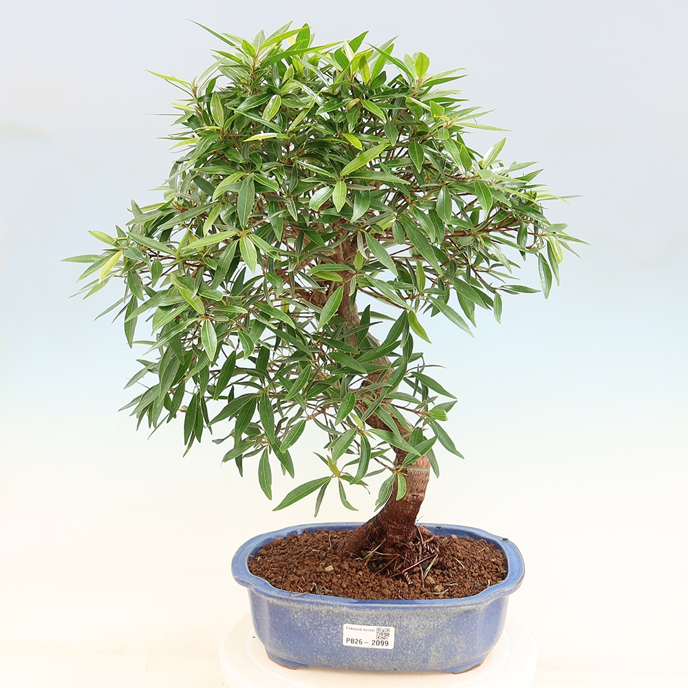Izbové bonsaje - Ficus nerifolia - fíkus drobnolistý