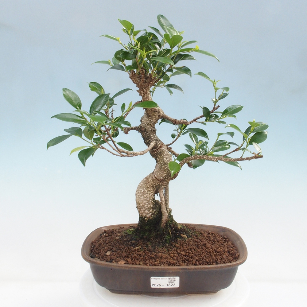 Izbová bonsai - Ficus kimmen - malolistá fikus