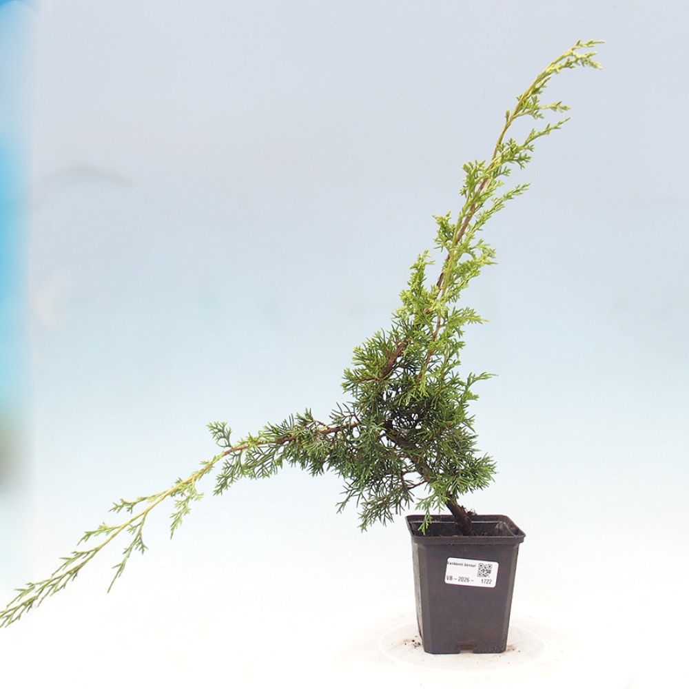 Vonkajší bonsaj - Juniperus chinensis Itoigawa