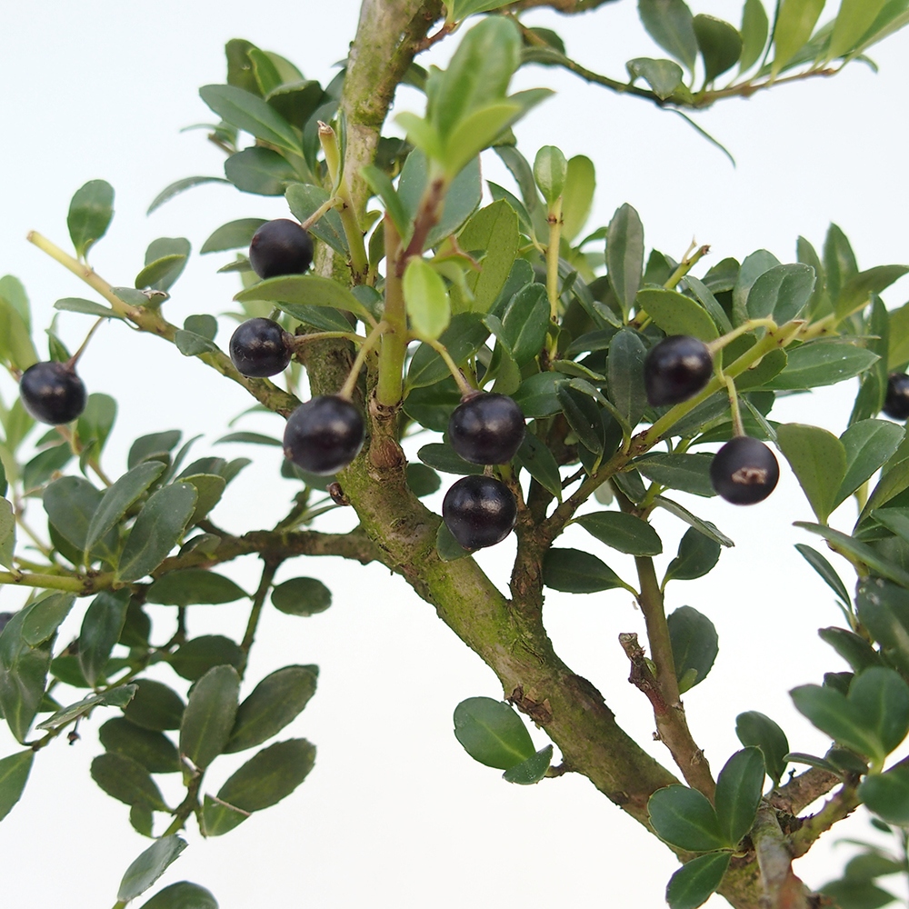 Kokedama s miskou – Ilex crenata – cesmína