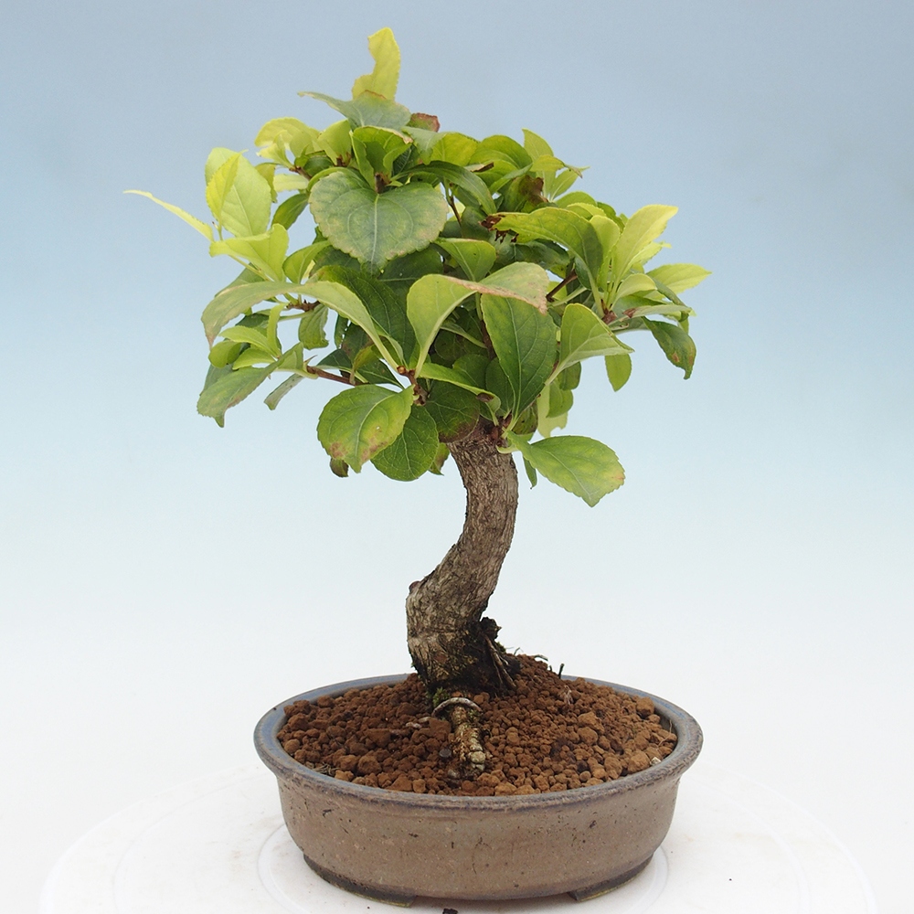 Vonkajšie bonsai - Celastrus Jesenec