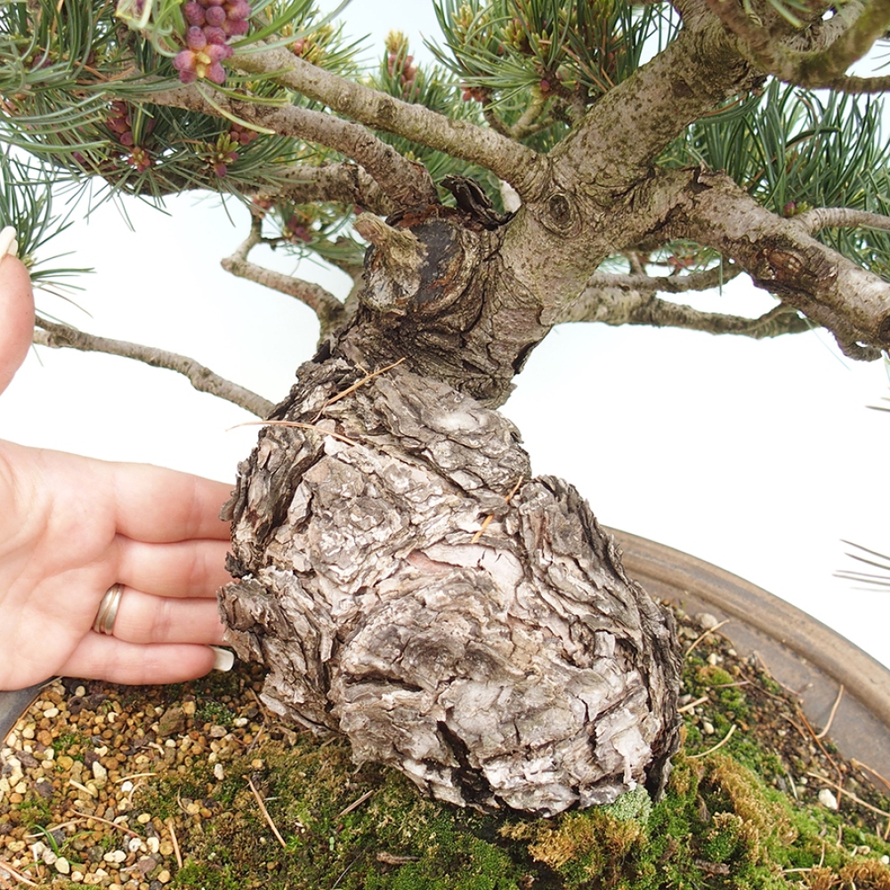 Vonkajšie bonsaje - Pinus parviflora - Pinus parviflora