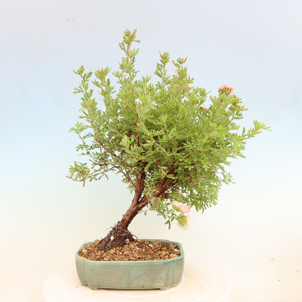 Vonkajší bonsai – Potentila fruticosa Bellissima