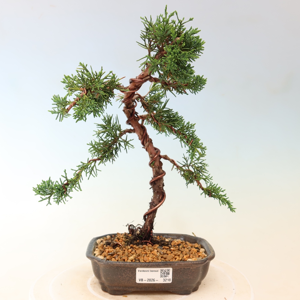 Vonkajší bonsaj - Juniperus chinensis Kishu