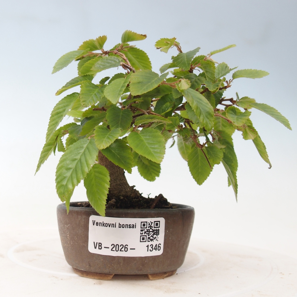 Vonkajšie bonsaje -Carpinus CARPINOIDES - Hrab kórejský