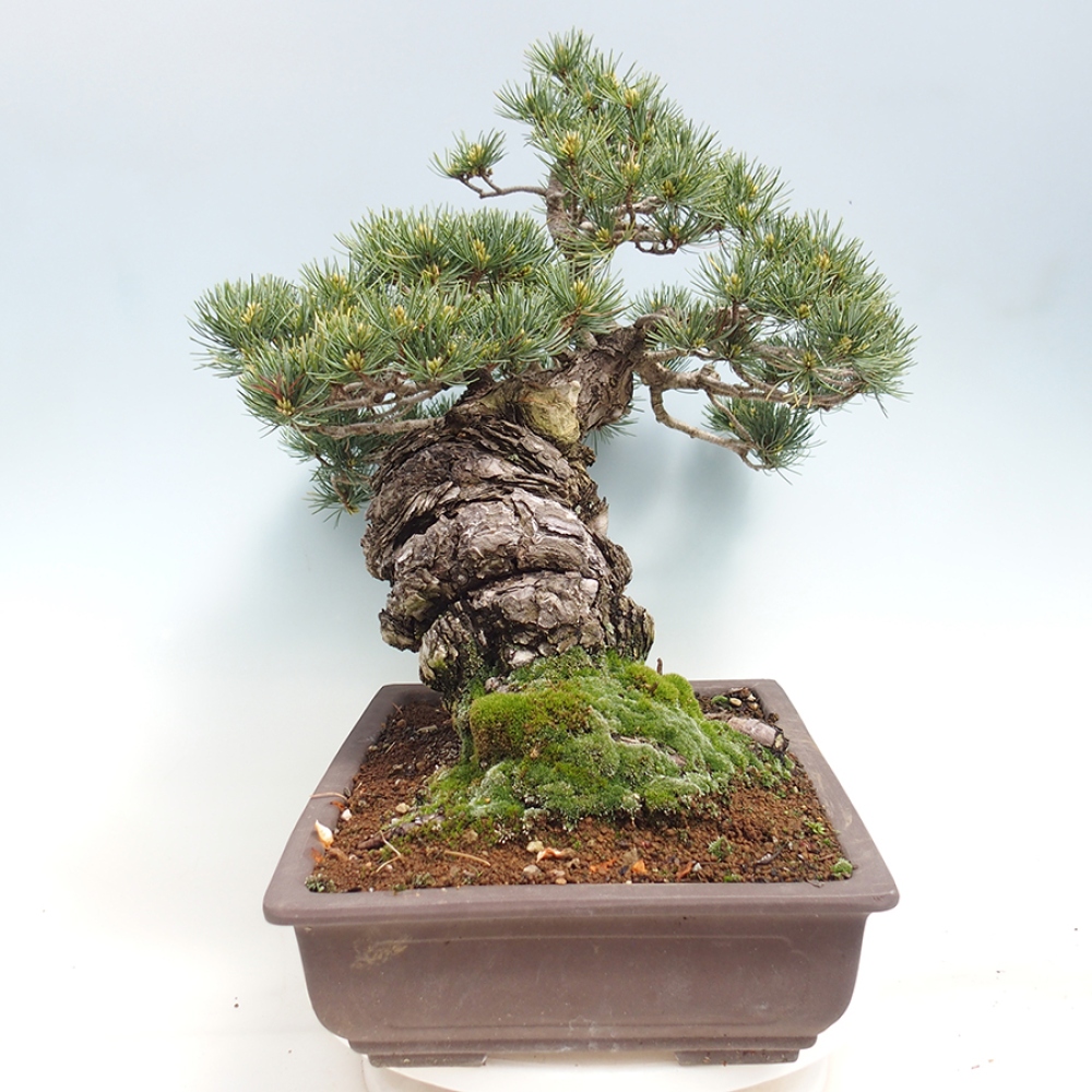 Vonkajšie bonsaje - Pinus parviflora - Pinus parviflora