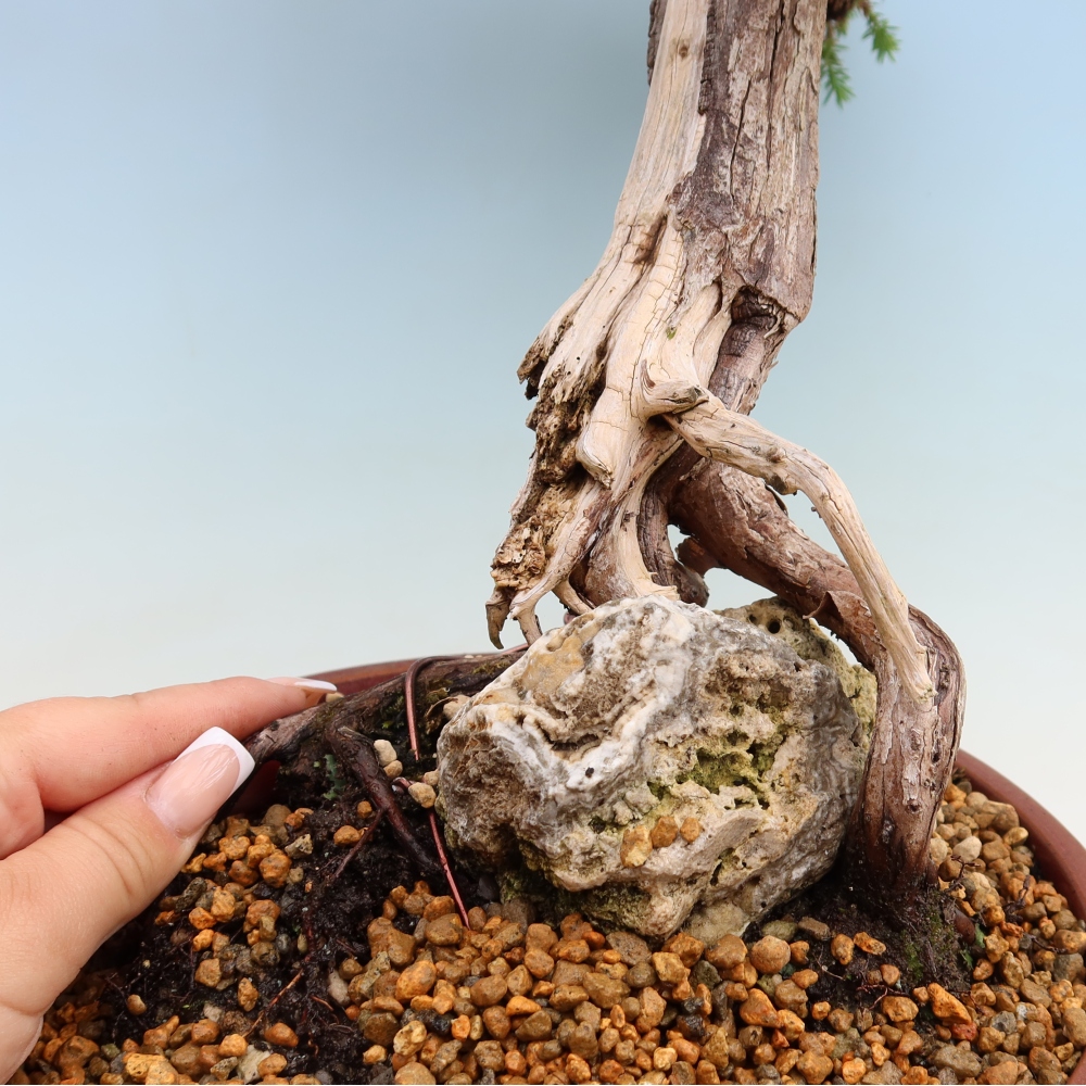 Vonkajší bonsai – Juniperus squamata – Jalovec šupinatý