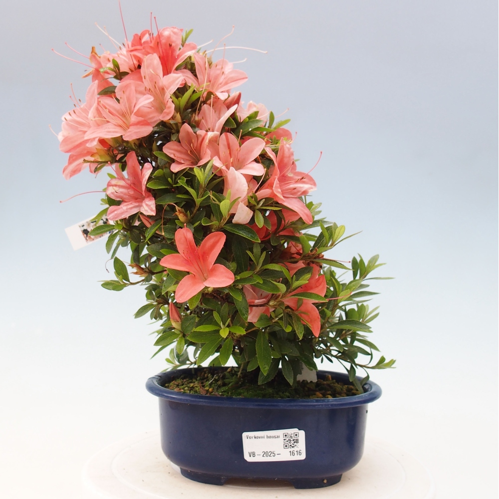 Vonkajší bonsai - Japonská azalka -  Azalea Nikko
