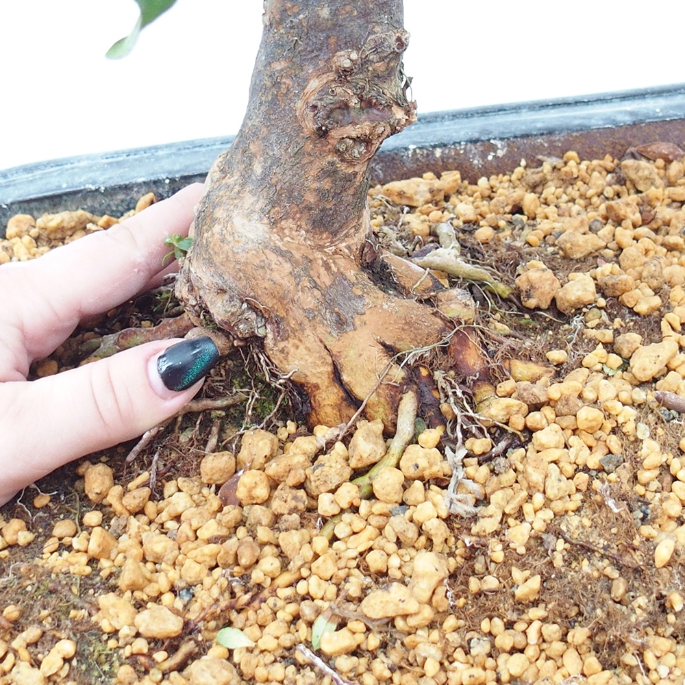 Vonkajšie bonsaje - Japonské azalky - Azalea Kisshoten