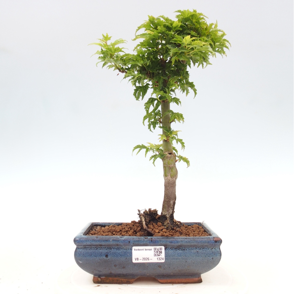 Vonkajšia bonsaj -Javorská palma Acer palmatum Shishigashira