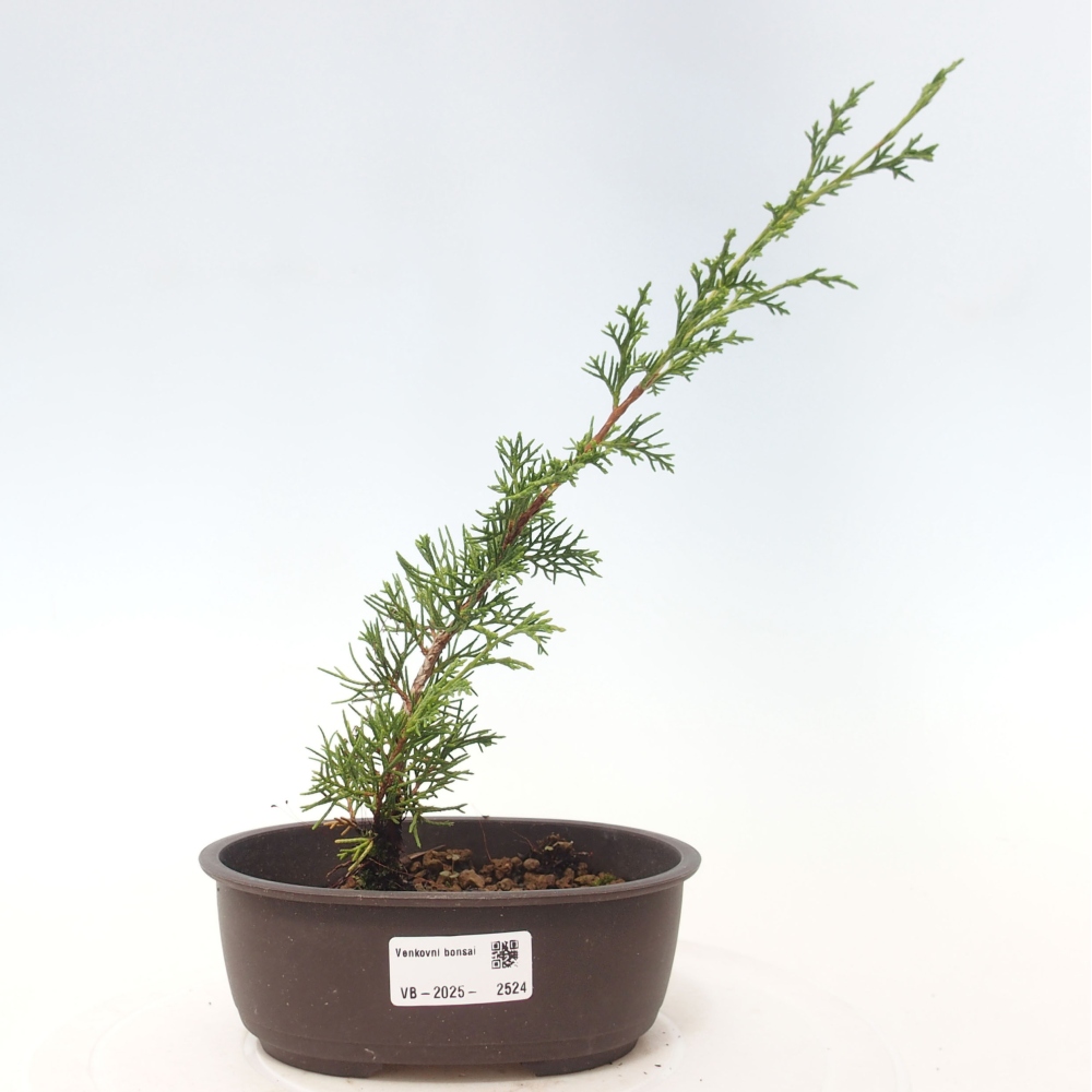 Vonkajší bonsai - Juniperus chinensis Itoigawa -Jalovec čínsky