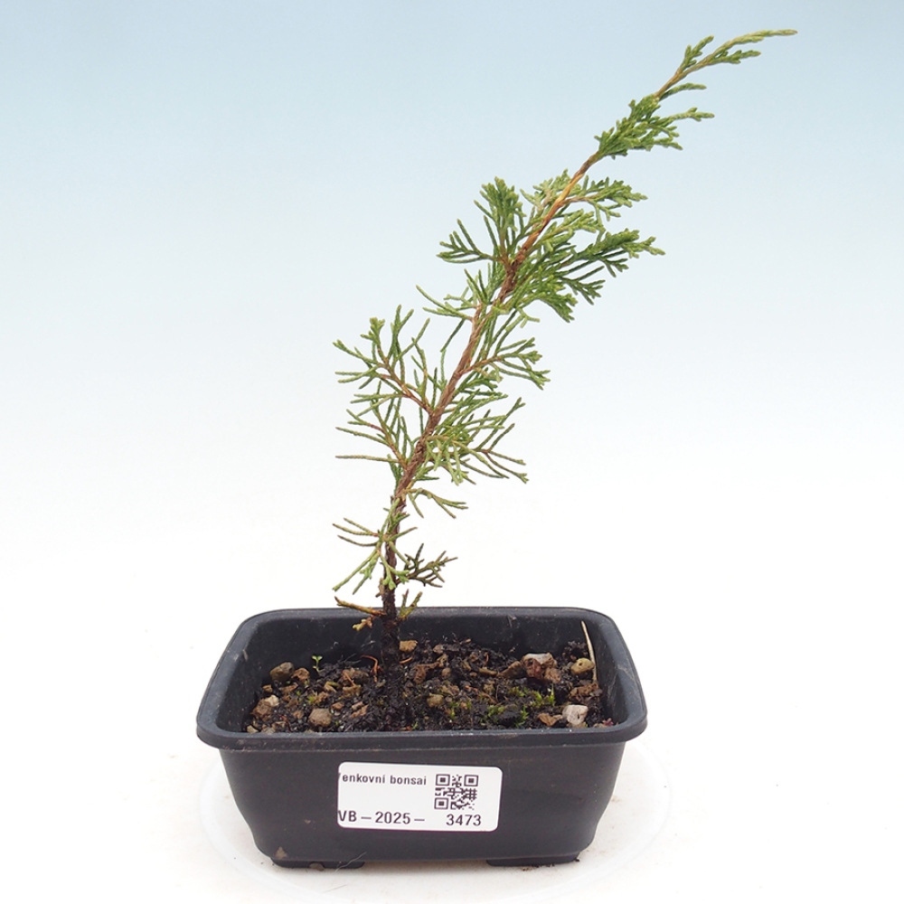 Vonkajší bonsaj - Juniperus chinensis Itoigawa