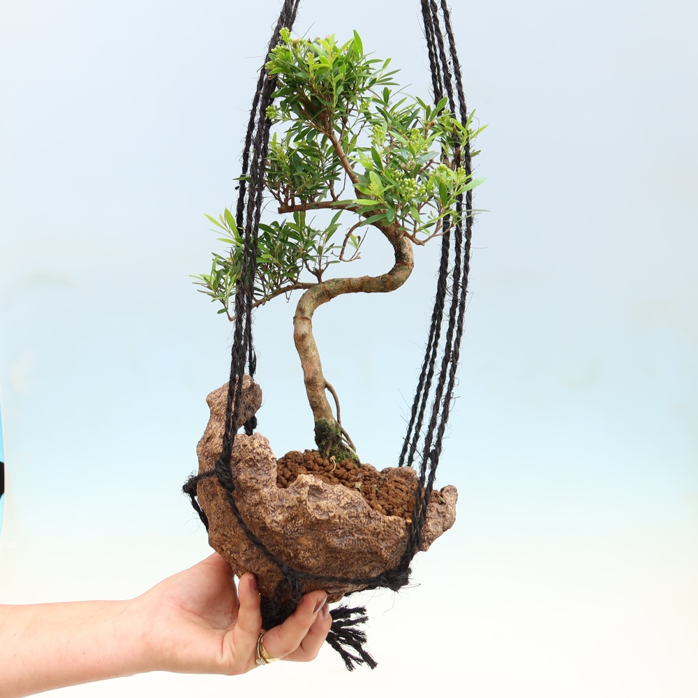 Kokedama v keramike – Syzygium – Pimentovník